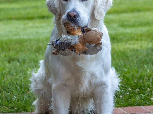 家养白色金毛猎犬摄影图片