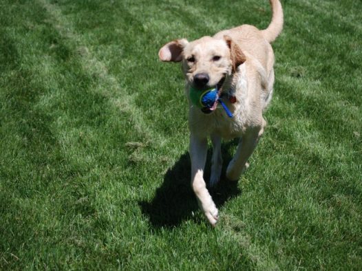 纯种拉布拉多犬图片