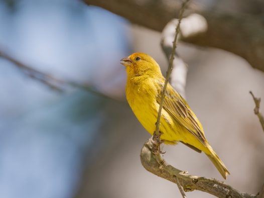站在枝头的黄莺鸟摄影图片