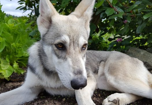 灰色狼犬图片