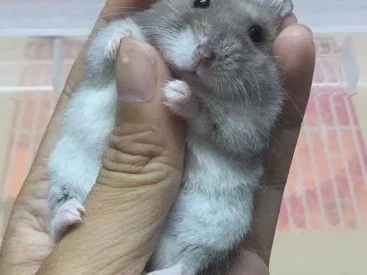 仓鼠：快松手！你不松手我就，我就，卖萌