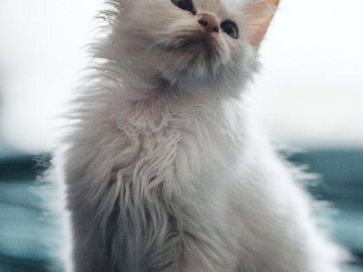 白色长毛小猫图片