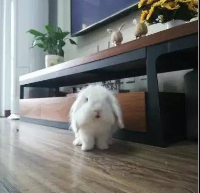 哇哇：垂耳兔怎么这么可爱被萌得惊呆了