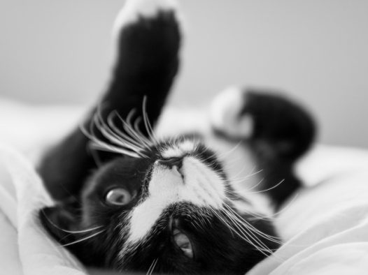 可爱黑白奶牛猫图片