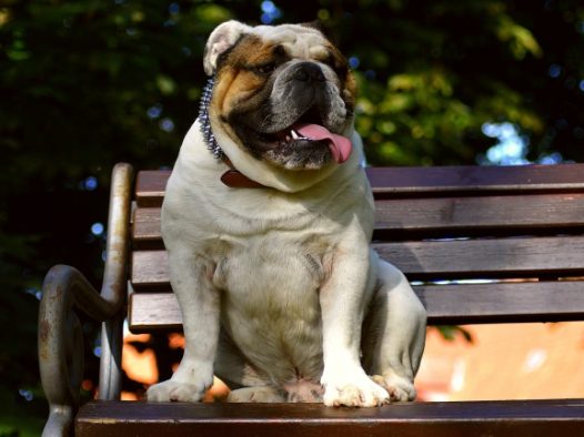 英国斗牛犬蠢萌图片