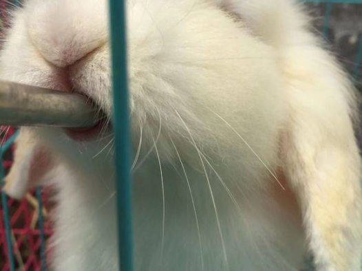 垂耳兔一只,长的可爱又好看哈哈。