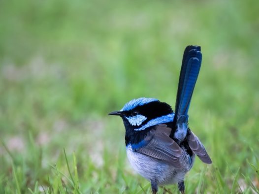 草地上停歇的松鸦图片