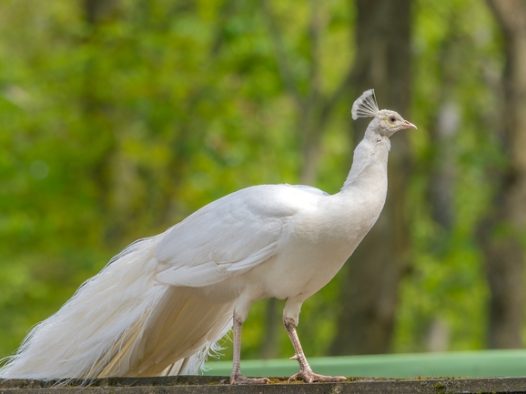 白色羽毛孔雀图片