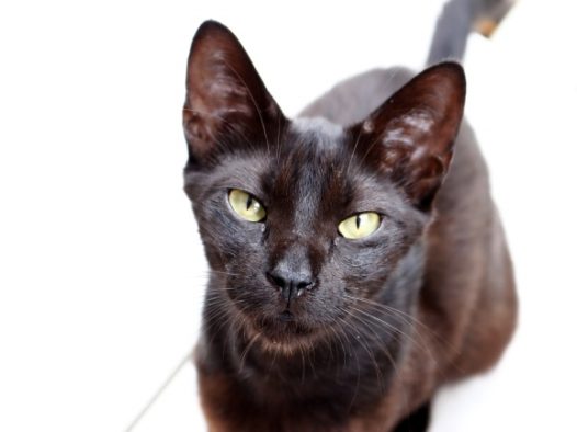 黑色小猫呆萌图片