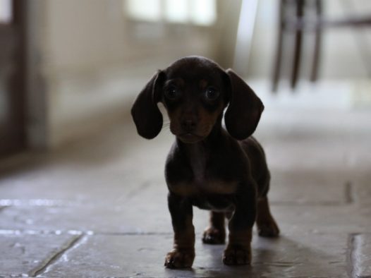 呆萌可爱黑色狗狗图片