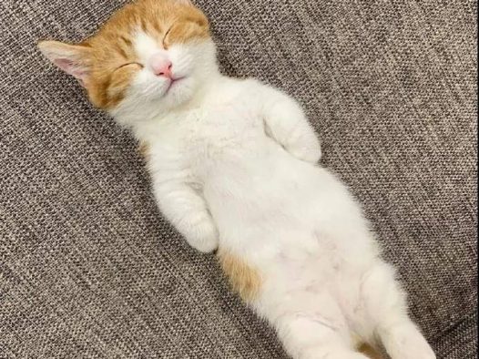 这只叫茶太的猫真是乖巧又可爱。看它睡觉的样子我能看一整天