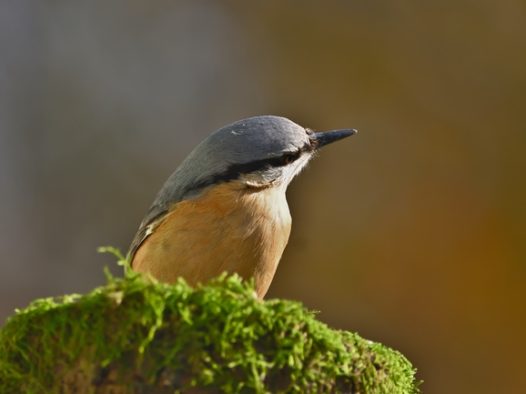 站在青苔石上的五十雀图片