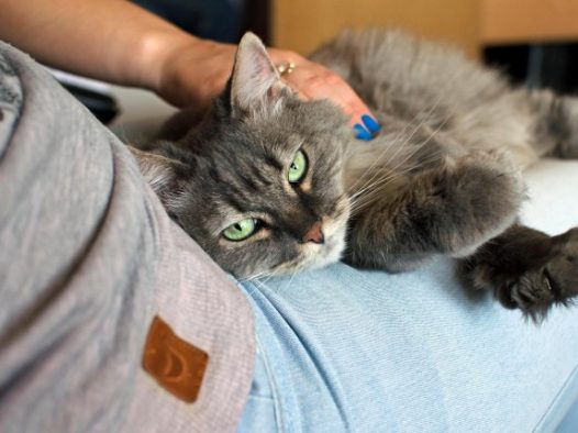宠物猫咪图片