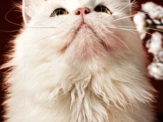 白色波斯猫宠物图片