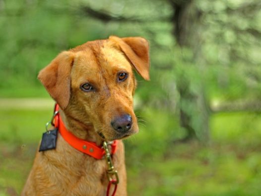 棕色狗狗头部特写图片