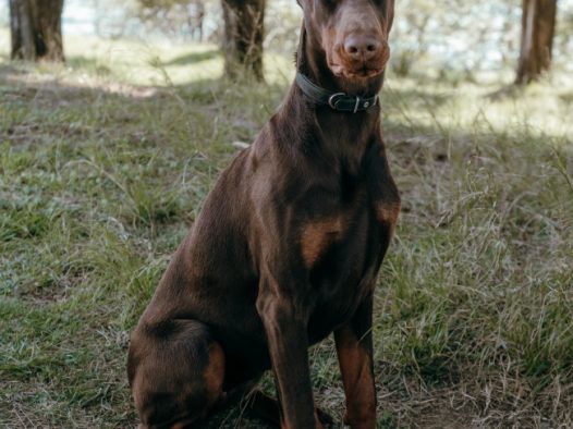 杜宾犬坐在草地上图片