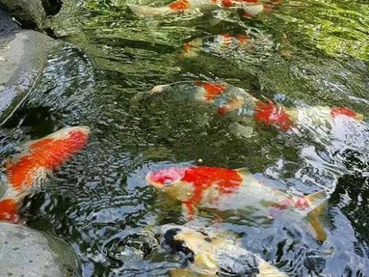 当养鱼成为一种爱好,当你的心里开始惦记这个事儿,也就开启了一段“没有退路”的旅程;当厌倦了每天单调重复的日子,当被无处不在的食品安全问题困扰,相信你会想拥有这样的画面——鱼菜共生,还给生活最初的模样!