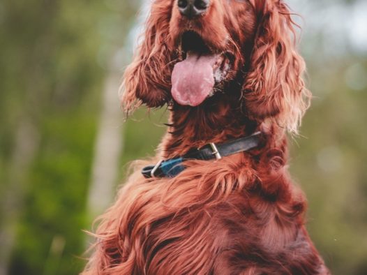 爱尔兰长毛猎犬摄影图片