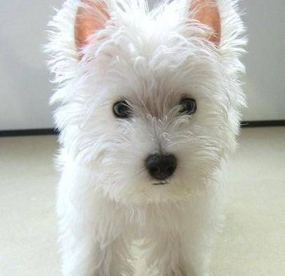 西高地白梗,性格快乐，自信，温和，活泼好动，有耐力，警惕性强，极富感情，对主人有好且忠诚