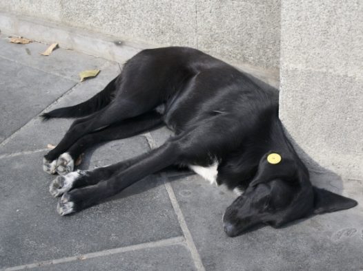 黑色流浪小狗图片