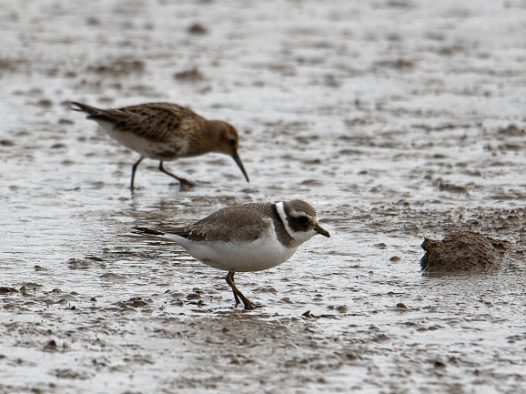 沙滩上两只海鸟图片
