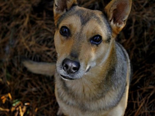 可爱中华田园犬图片
