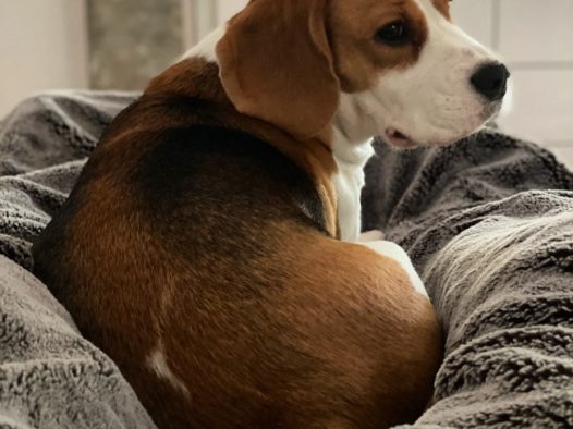 成年比格猎犬图片