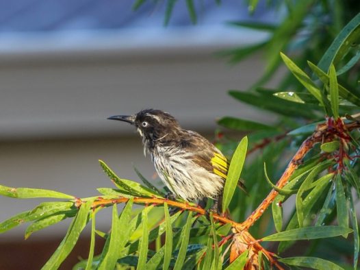 树梢上的小鸟图片