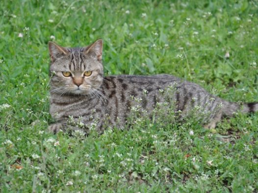 草地上休息的小猫图片