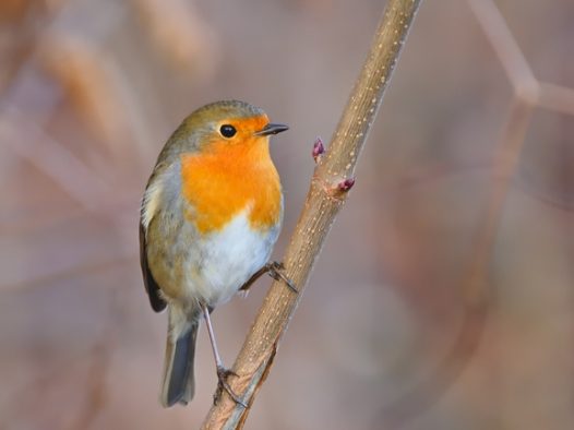 一只知更鸟停在树枝上图片