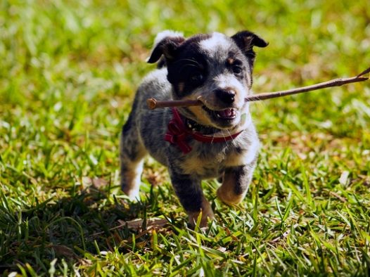 草地可爱小奶狗玩耍图片