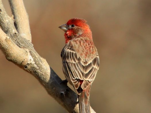 野生北朱雀摄影图片
