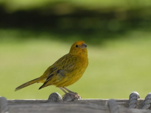 美丽金丝雀图片