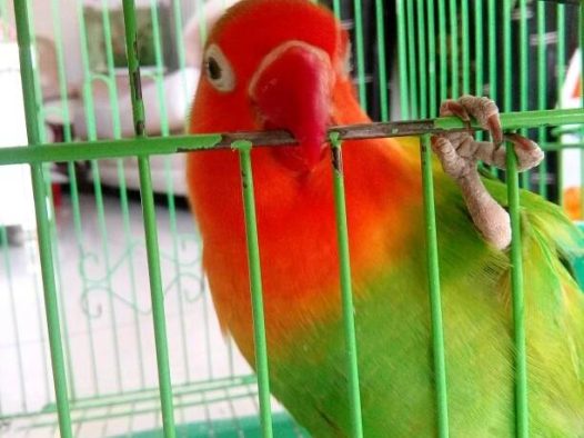 因为装鸟窝，所以必须要去掉几根铁丝。这樱桃创造了一个新的越狱方式。让我们一起来观看一下全过程。。。