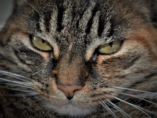虎斑猫头部特写图片
