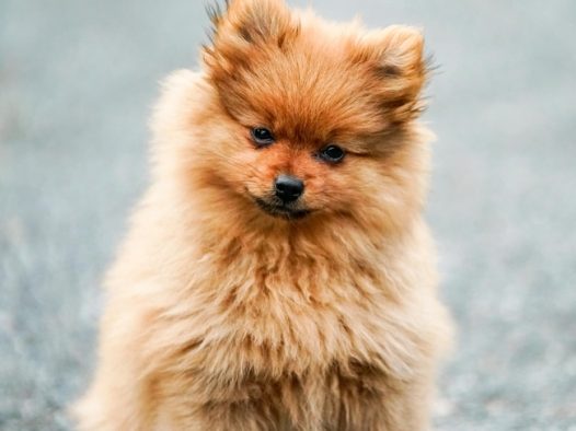 可爱博美犬萌宠写真摄影图片