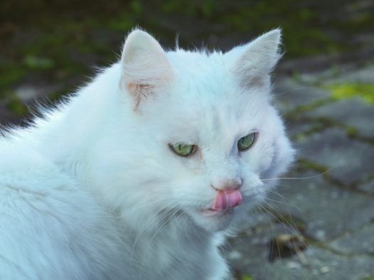 白色宠物小猫图片