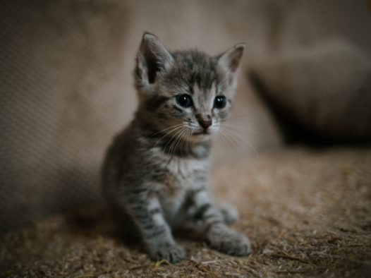 可爱狸花猫幼猫图片
