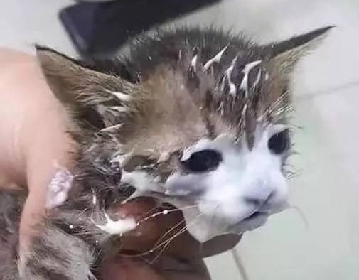 铲屎官给猫咪开了个酸奶,过一会再回来看,结果猫成了这样..这酸奶面膜,从小就开始保养肌肤,哪天你不要我了,靠颜值找下家去