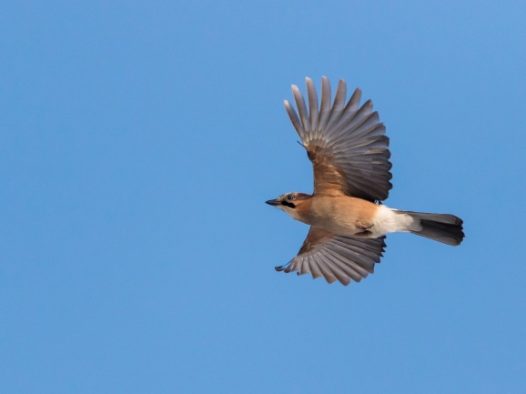 一只高飞的鸟儿图片