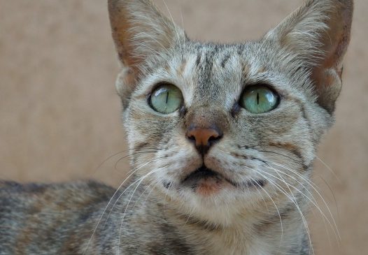 宠物萌猫咪图片