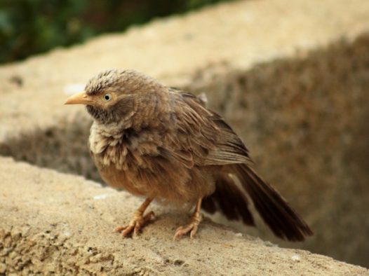 野生小麻雀摄影图片