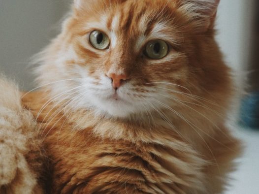 一只可爱的棕色猫图片