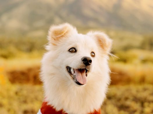 穿红衫的小狗图片