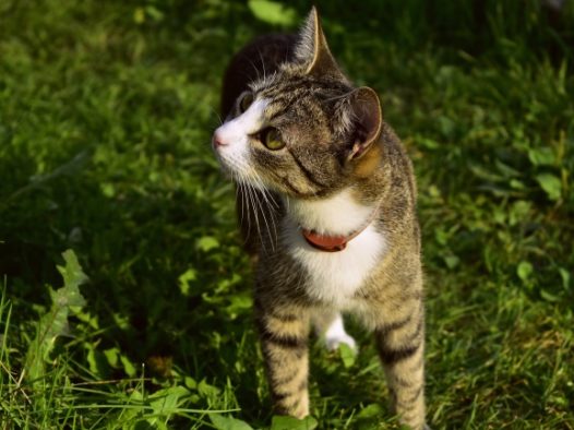 国内虎斑猫图片