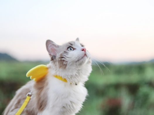 宠物小猫咪图片