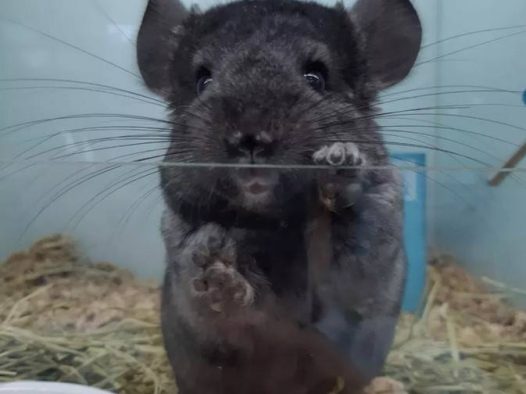 纯黑龙猫Homozygous Ebony Chinchilla，带有两对黑色对偶基因的龙猫被称为Homozygous Ebony（纯黑色），它们完全不带其它颜色的杂毛，黑到连眼睛都找不到在哪里，而毛质有明显的闪亮的光泽。纯黑色比全黑色珍贵很多，而Charoal则是另一纯黑的称呼，解作黑炭色，同是很黑的龙猫的名称，和纯黑相似，但明显分别是黑炭的毛没有明显的闪亮的光泽。