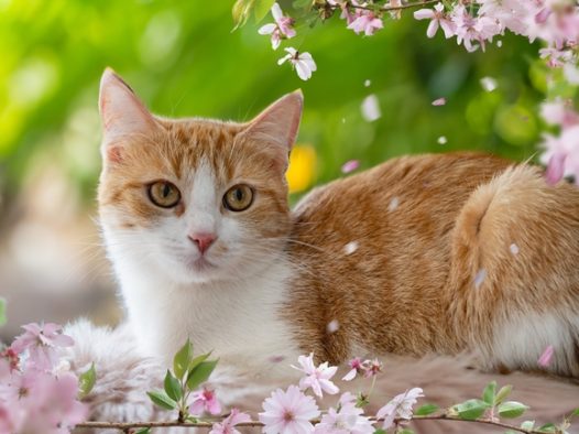 蹲在粉色花朵旁的可爱小猫图片