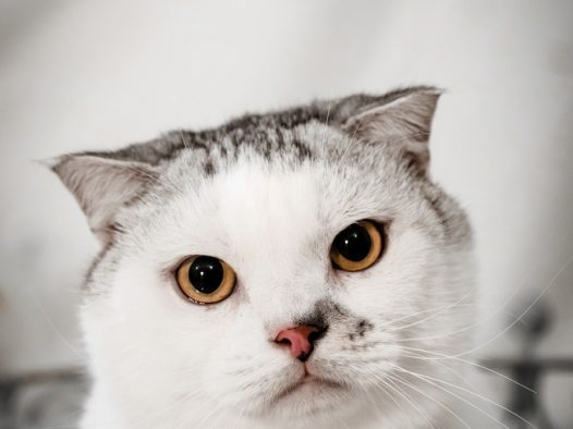 憨态可掬白色喵星人图片