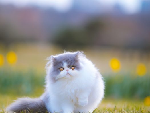 可爱呆萌波斯猫户外运动摄影图片